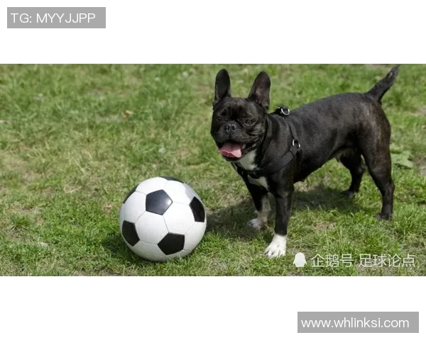 德国足球明星被戏称为狗的背后原因和故事解析 德国足球明星被戏称为狗的背后原因和故事解析